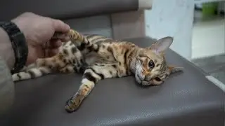 что с я с кошкой сделал??