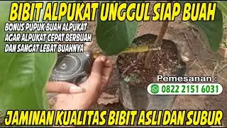 Bibit Alpukat Unggul dan Subur - Bibit Alpukat Siap Tanam - Bibit Alpukat Berbagai Ukuran - Alpukat