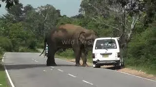 Breaking Vehicles by Wild Elephant 🐘