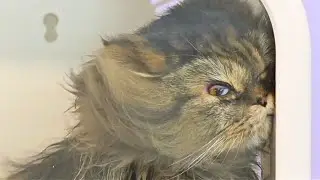 Mayonnaise the Persian Cat best moments