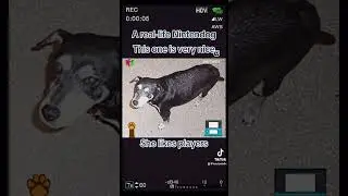 A "Real-Life" Nintendogs, or not #shorts