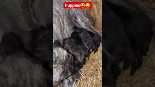 Day Old PUPPIES! 