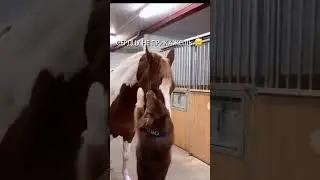 НЕТ НИЧЕГО МИЛЕЕ ЭТОГО ВИДЕО🫠