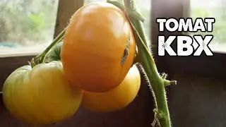 Сорт томата КВХ - улучшенная версия томата Завтрак Келлога