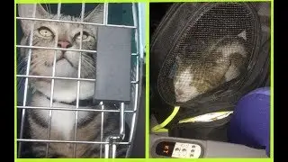 Cats on a plane! | How we traveled with our cats (Cargo and Cabin)