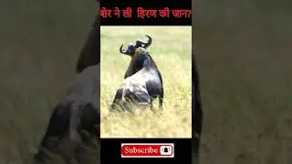 lion vs wild beast