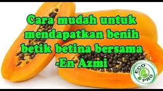 Cara mudah untuk mendapatkan benih betik betina bersama En Azmi