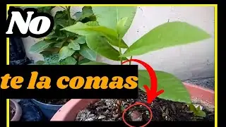 👉 Como Germinar Una Nuez No FALLA NUNCA - Sembrar Nueces 🌰🌰 pecan (Carya illinoinensis)