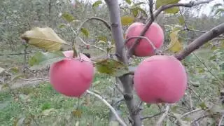 Сорт яблони Фуджи Кику-8. Новый перспективный сорт.