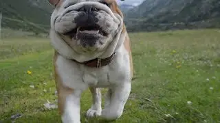 Rudy Bulldog St Gottard Switzerland