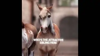 Sorry not sorry 🥴 #horse #starstableonlinehorses #ssoedit #edit #starstableonlineedit #horsegame