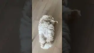 CAT TRAINING | HOW TO TRAIN YOUR CAT | CAT VIDEOS | HONEST CAT | MEOWMEOW | #shorts