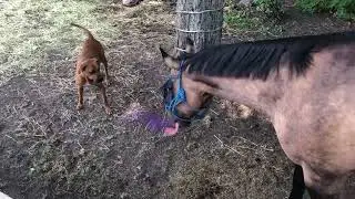 Kicking trees and farting on dogs is not Sven's only talent - he swings things around too.