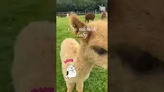 LLAMA, ALPACA, AND BABY LLAMA | AMAZINGLY MIRA | #SHORT