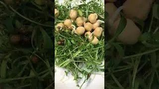 Рецепт живого салата. #живоепитание #сыроедение #живоеплодовоепитание #бесслизистаядиета