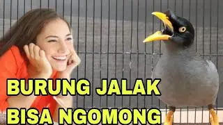 WOOW KEREN  BURUNG JALAK BISA NGOMONG