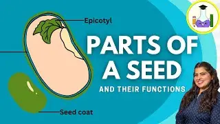 Parts of a Seed & their Functions | Easiest Seed diagram | Plant Embryo | Draw a Dicotyledonous Seed