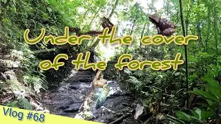 T&T Nature Vlog #68: Under The Cover Of The Forest #trinidadandtobago #nature #vlog