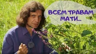 КАКАЯ ТРАВА ВСЕМ ТРАВАМ МАТИ?