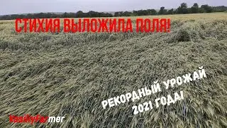 Рекордный Урожай 2021 года!  Дождь и сильный ветер положил Поля!