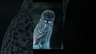 Peregrine Falcon Attacks Owl
