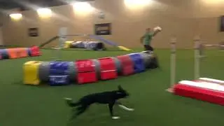 Iwona Golab & SeeYa & Applause - agility training in Germany