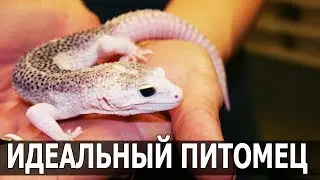 ИДЕАЛЬНОЕ ДОМАШНЕЕ ЖИВОТНОЕ - Эублефар. Содержание и уход в террариуме