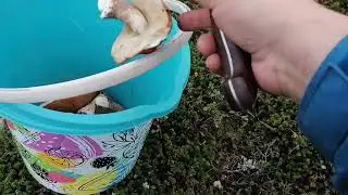 грибалка