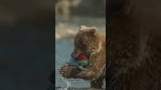 Медвежонок просил рыбу у рыбака и относил её раненой медведице! 😱 
