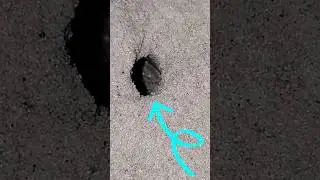 Creatures found