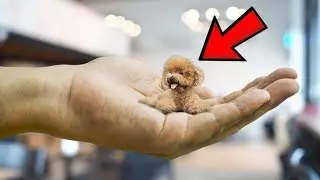 Smallest dog 🐕 breeds in the world