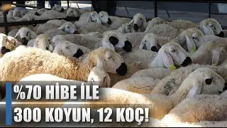 Yetiştiriciye %70 Hibe İle 300 Koyun 12 Koç / AGRO TV HABER