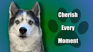 In Memory of Man's Best Friend