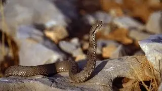 Snake paradise -for the National Geographic Channel  - Eyal Bartov