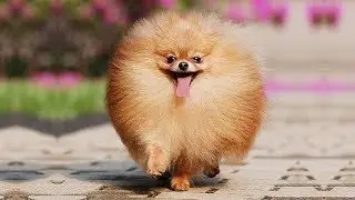 Cute is Not Enough - Funny Cats and Dogs Compilation #271