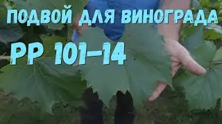 Rootstock for grapes (Riparia x Rupestris) PP 101-14.