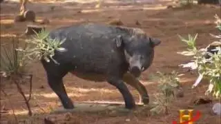Centre of the Target Documentary