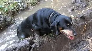 Fat dachshund in the mood