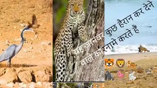 यह जानवर कुछ हैरान कर देने वाले कारनामे करते हैं #animal #forest 🦍🐆🐅🦓🦓