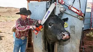 See How Modern Buffalo Meat Processing Factory - Million Dollar Meat Buffalo Farm Technology