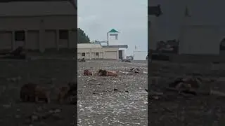 Львы на берегу 😱😂 там ещё везде объявления про парк львов, воображение сработало шикарно 😂