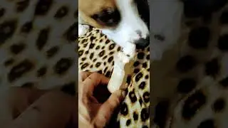 Не хочет поросёнка!