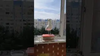Ручная чайка за 60 дней - Капризная чайка #shorts