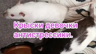 Уборка в клетке у девочек крысок.