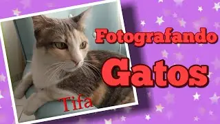 Quarentena 03 - Fotografando Gato - Nossa linda Tifa