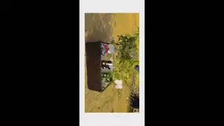 Trees #botanywithyoutube