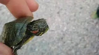 THE SMALLEST TURTLE EVER!!!! #shorts