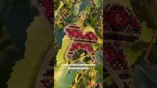 КОНИ ВЕТРА - ДИЗАЙН НА САМОЕ СОКРОВЕННОЕ ЖЕЛАНИЕ 
