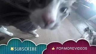 TREBOR (^ↀᴥↀ^)xGREY & WHITE TUXEDO CAT
