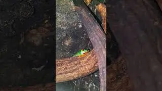 Agalychnis callidryas – chwytnica czerwonooka, chwytnica kolorowa #żaba